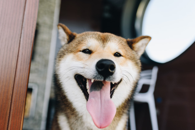 cães para introvertidos