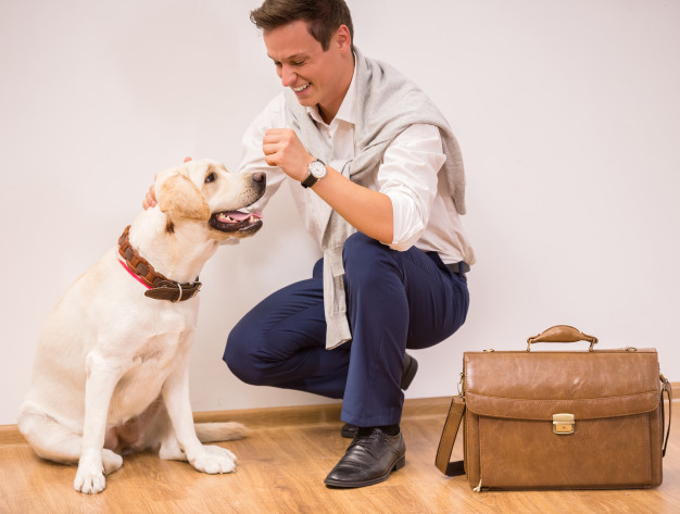 Meu cachorro não quer comer! O que fazer? 5 ansiedade de separação