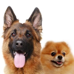 Cachorros são mais inteligentes do que gatos