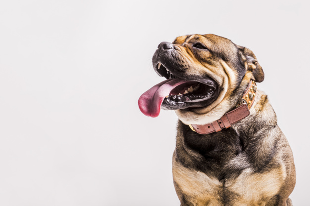 banheiro para cachorro