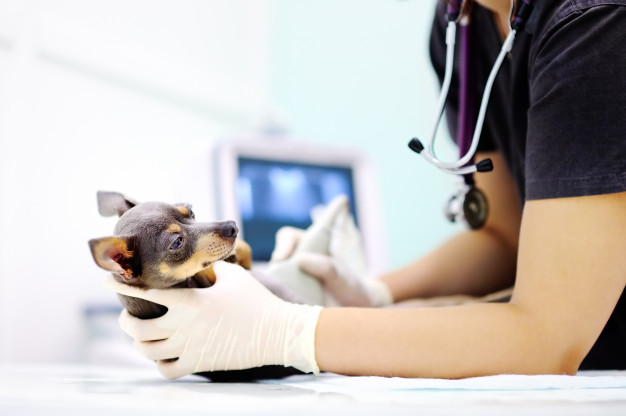 Lúpus em cachorro: causas, sintomas e tratamento 2 lupus em cachorro