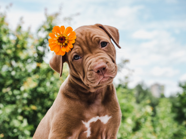 por que cães vivem menos