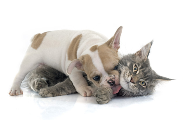 cachorro ou gato