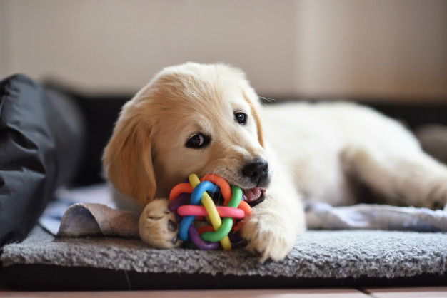 melhores brinquedos para cachorro