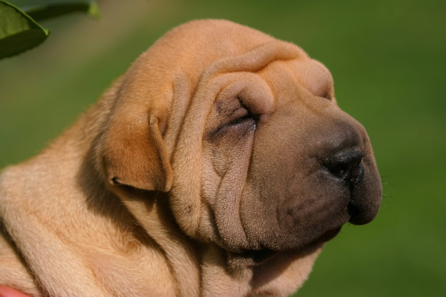 cachorro ciumento