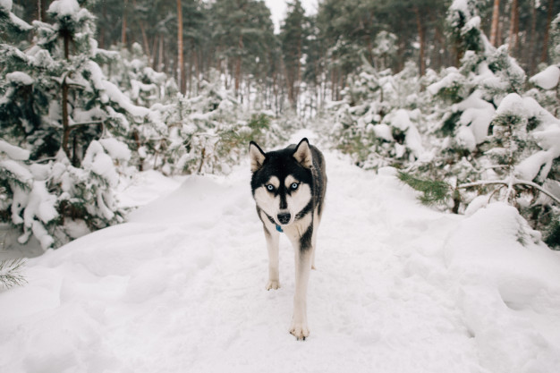 Os melhores cães para caminhada e escalada 7 cachorros que parecem lobos
