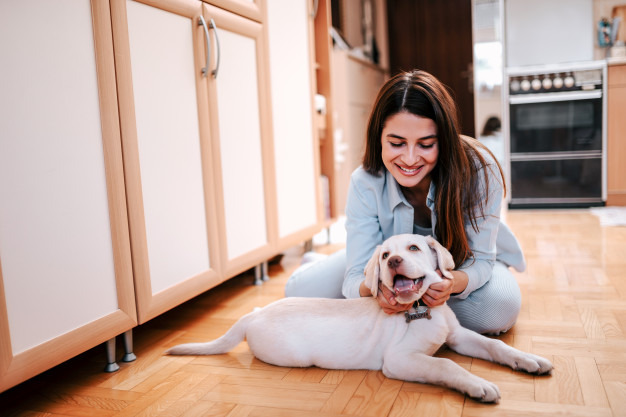 como se aproximar de um cão