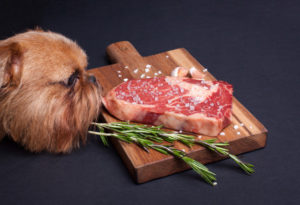Cachorro olhando carne Foto: Freepik