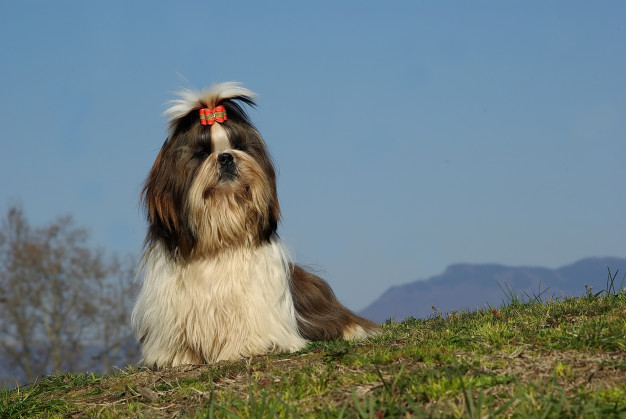 cachorro depressivo