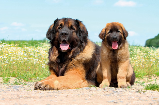 maiores cachorros do mundo