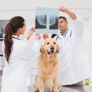 Fratura óssea em cães