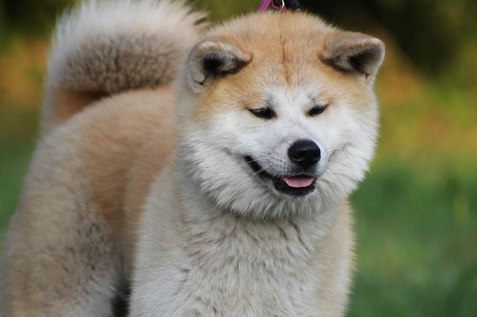 O Akita é um cachorro perigoso? 1 Akita