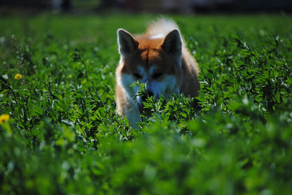 Akita