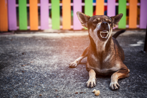 angry dog 73622 488
