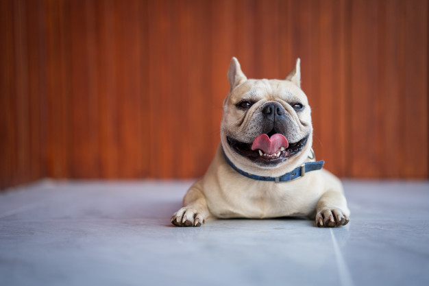 Aprender com o cachorro: Veja como seu melhor amigo pode te ajudar 4 aprender com o cachorro