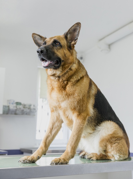 medo de veterinário