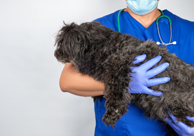 doctor blue uniform sterile latex gloves holding fluffy dog 116441 5480