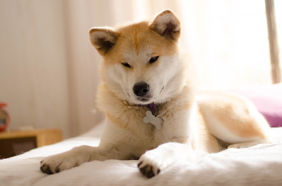 cães que podem ficar em casa sozinhos