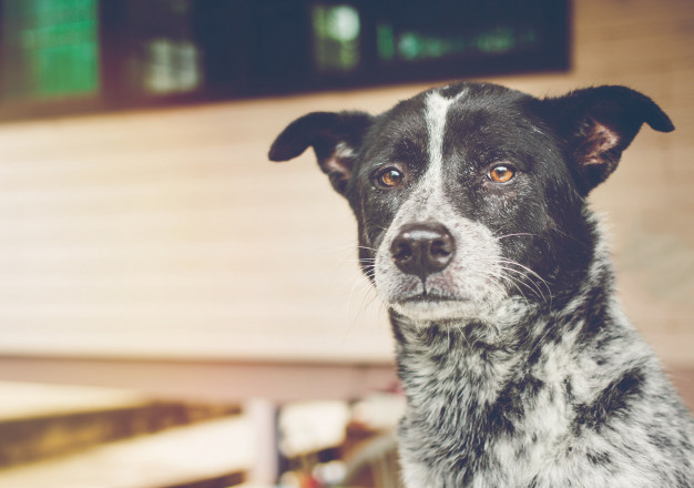 dog looking owner coming home with vintage filter focus dog eye 7191 480