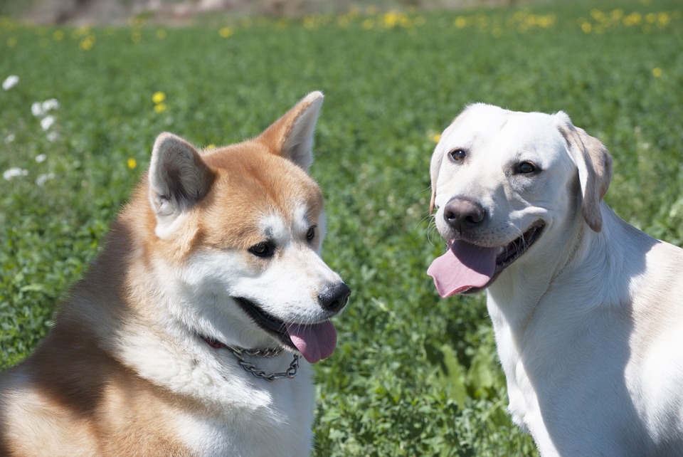 Akita com outros animais