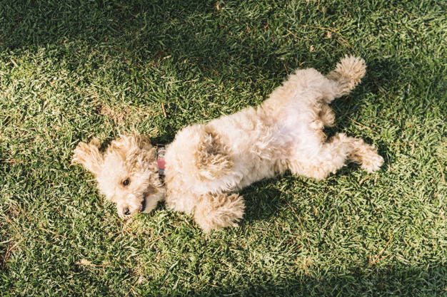 happy dog having fun park 23 2147997356
