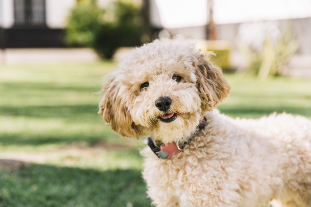 Sonhar com cachorro: Significados e como interpretar 1 happy dog having fun park 23 2147997359