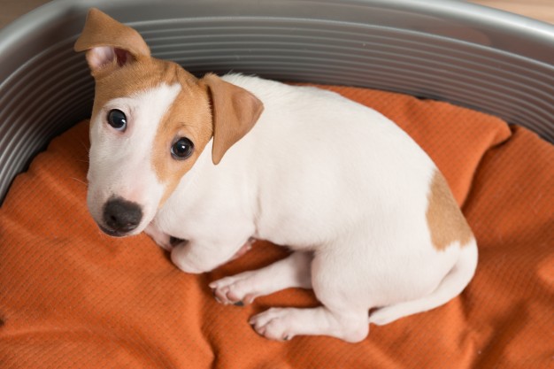 soro caseiro para cachorro