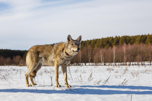 cães e lobos