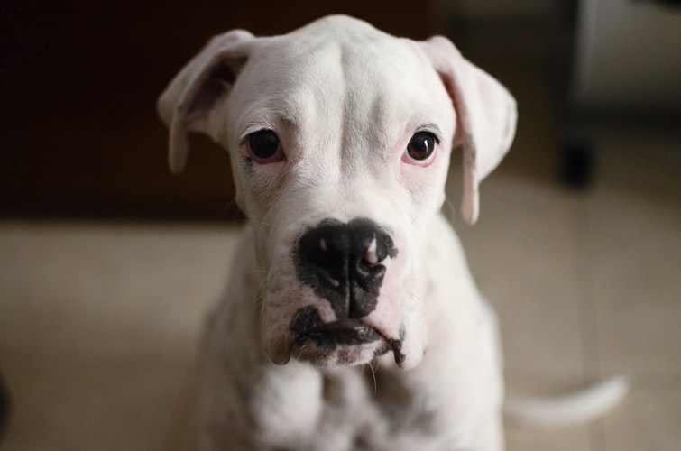 cachorro albino