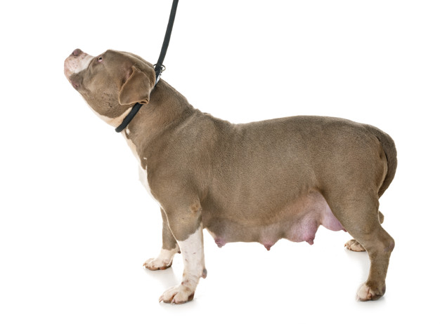 Gestação de cadela: Por quanto tempo a cadela fica grávida? 1 pregnant american bully studio 87557 2490