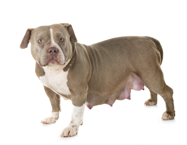 pregnant american bully studio 87557 2491