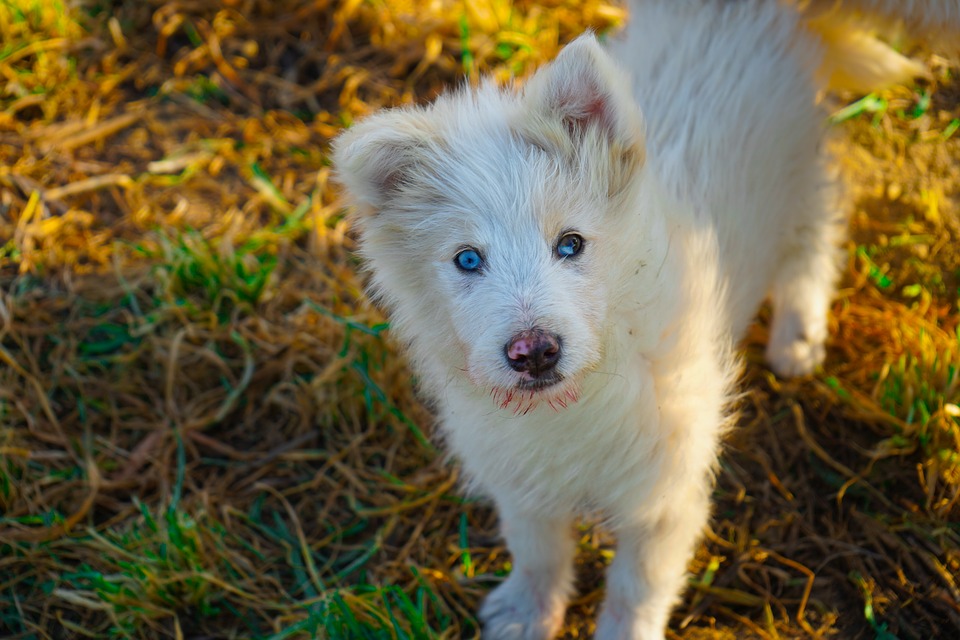 cachorro albino