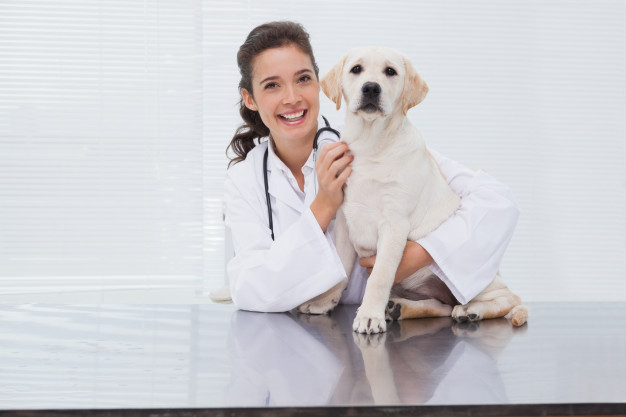smiling veterinarian examining cute dog 13339 278831