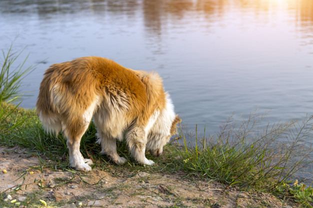 cachorro pode comer peixe