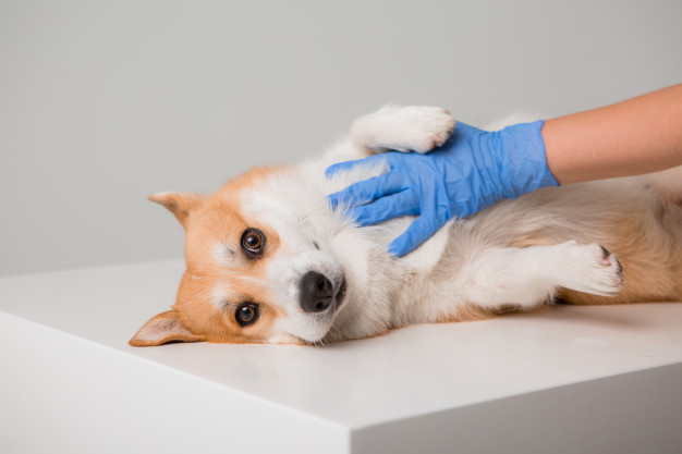 dor de um cachorro com câncer