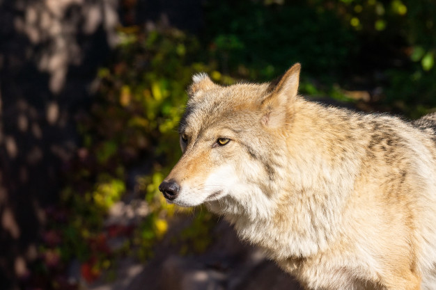 cães e lobos