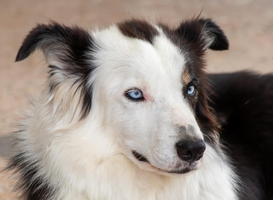 border collie