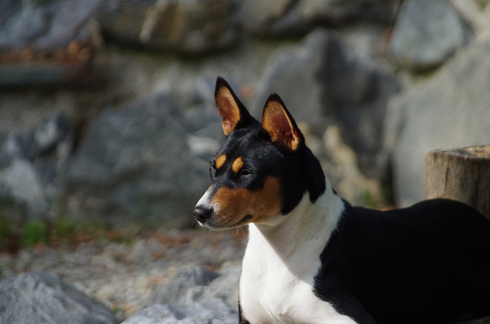 basenji