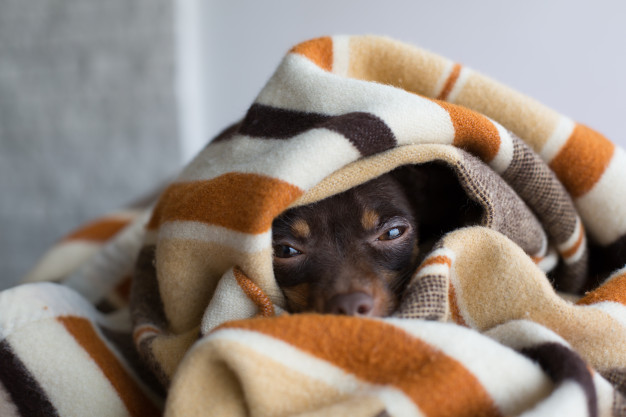 cão preguiçoso