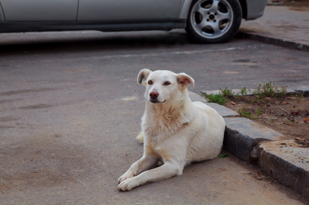 cachorro fugiu