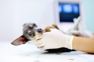 Cachorro em exame de ultrassom Foto: Freepik