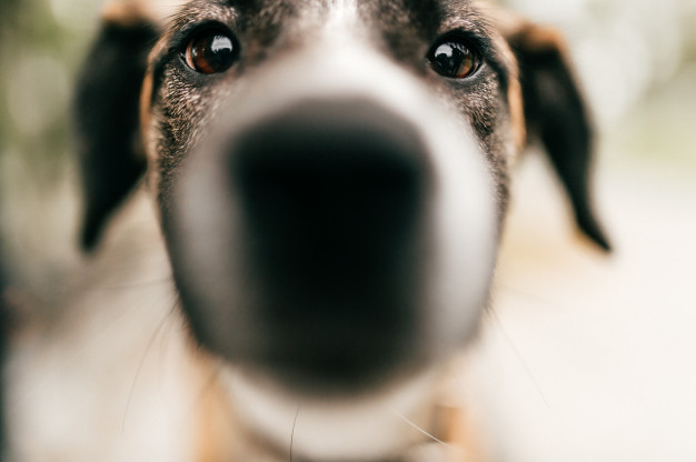 como montar uma creche para cachorros