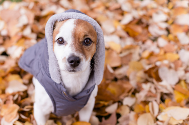 como montar uma creche para cachorros