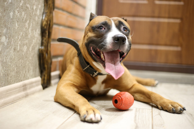 como montar uma creche para cachorros