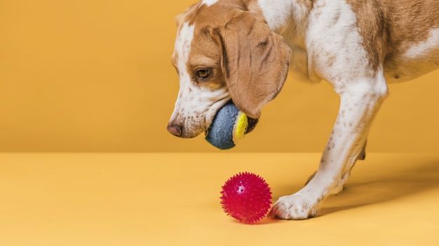 como montar uma creche para cachorros