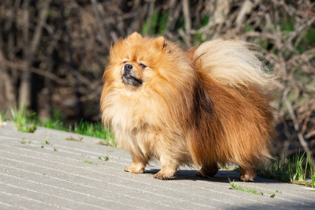 Entenda os latidos de cachorro 4 spitz