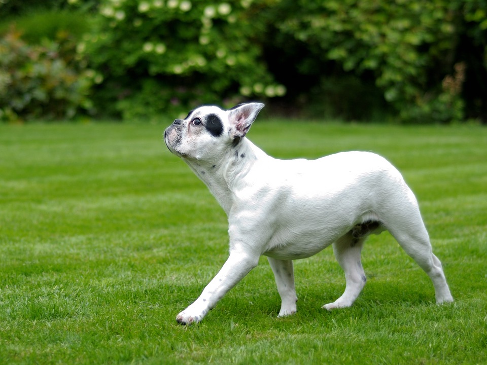buldogue francês