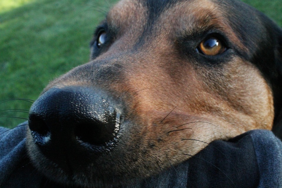 cachorro mordendo