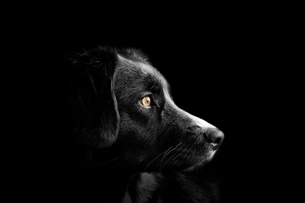 cachorro