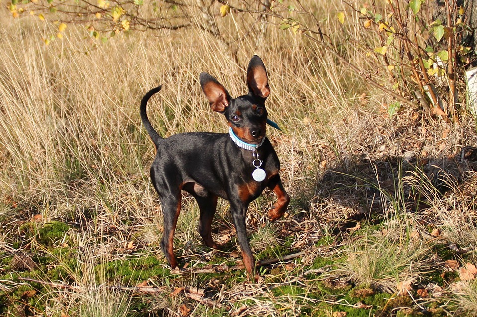 Miniature Pinscher